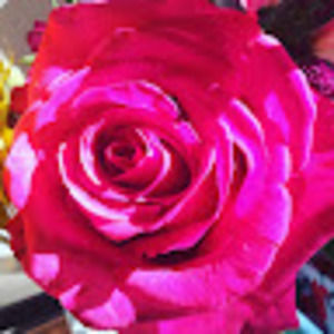 Meet your Posher, Bobbi